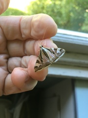 Agrioglypta excelsalis