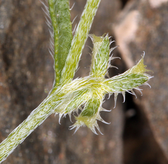 Pectocarya recurvata