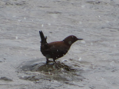 Cinclus pallasii