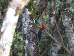 Campephilus robustus