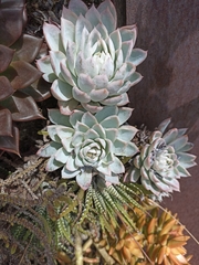 Echeveria elegans