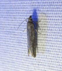 Eucosma ambodaidaleia