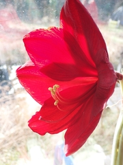 Hippeastrum hybridum