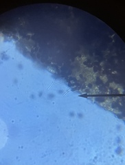 Panaeolus acuminatus