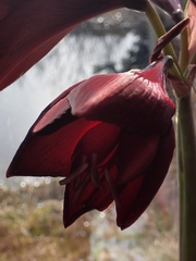 Hippeastrum hybridum