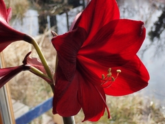 Hippeastrum hybridum