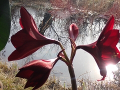 Hippeastrum hybridum