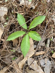 Arisaema quinatum