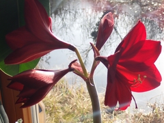 Hippeastrum hybridum