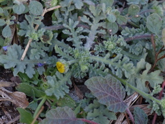 Grangea maderaspatana