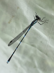 Austrolestes leda