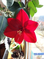 Hippeastrum hybridum