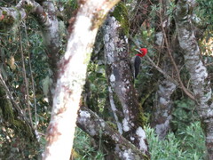 Campephilus robustus