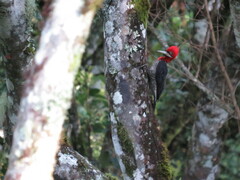 Campephilus robustus