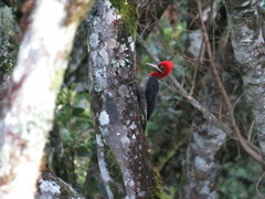 Campephilus robustus