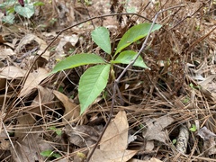 Arisaema quinatum