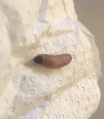 Plodia interpunctella