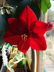 Hippeastrum hybridum