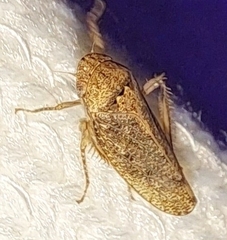 Curtara insularis