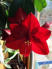 Hippeastrum hybridum