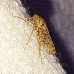 Curtara insularis