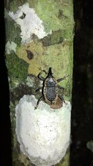 Homalinotus deplanatus