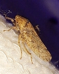 Curtara insularis