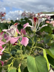 Bauhinia monandra