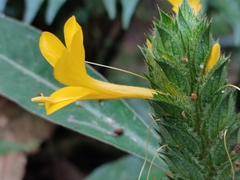 Barleria oenotheroides