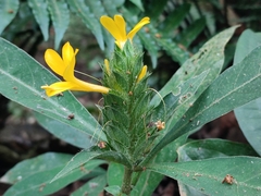 Barleria oenotheroides