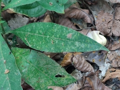 Barleria oenotheroides