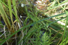 Epilobium palustre