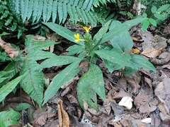 Barleria oenotheroides