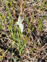 Rhynchospora latifolia