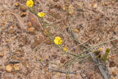 Jacksonia condensata