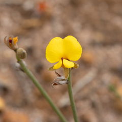 Jacksonia condensata