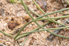 Jacksonia condensata