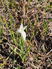 Rhynchospora latifolia