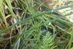 Epilobium palustre