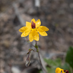 Goodenia trinervis