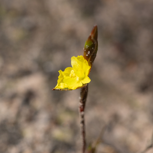 Philydrella pygmaea (Philydrella pygmaea)