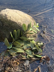 Arbutus menziesii