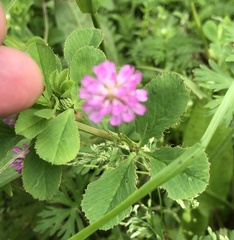 Trifolium resupinatum