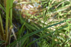 Epilobium palustre