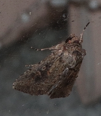 Dasygaster padockina