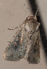 Dasygaster padockina