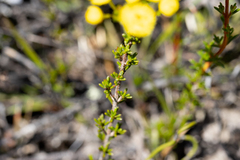 (c) Kym Nicolson, some rights reserved (CC BY) Verticordia brevifolia, photograph (c) Kym Nicolson, some rights reserved (CC BY)