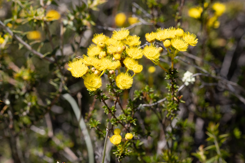 Verticordia brevifolia, photograph 4