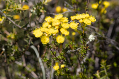 (c) Kym Nicolson, some rights reserved (CC BY) Verticordia brevifolia, photograph (c) Kym Nicolson, some rights reserved (CC BY)