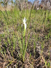 Rhynchospora latifolia